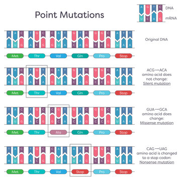 DNA substitution, deletion, and insertion point mutations diagram