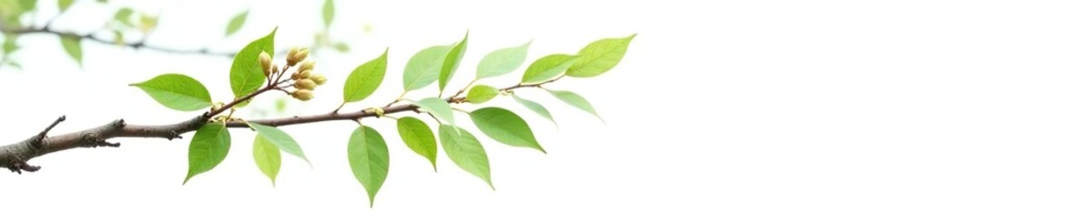 A branch with leaves and twigs against a stark white backdrop, tree, leafy