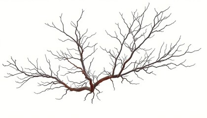 Fototapeta premium Bare, intricately branched tree limbs isolated on pure white, ramification, silhouette