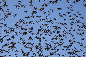 Baikal teal (Sibirionetta formosa), also called the bimaculate duck or squawk duck, is a dabbling duck that breeds in eastern Russia and winters in East Asia. This big floks was photographed in Japan.