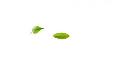 Single leaf, isolated on pure white background, green leaf, foliage
