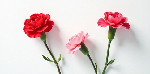 Single red carnations in front of a plain white wall, clean, bloom, isolated
