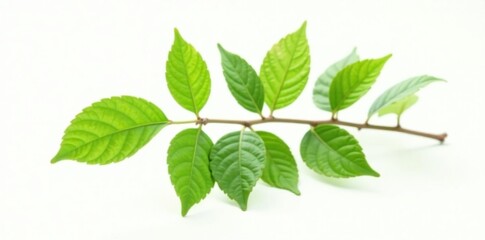 Obraz premium A branch with leaves isolated on white background, nature, single stem