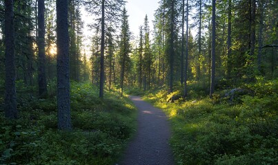 Obraz premium ahmadwahyuutomo776@gmail.com A serene forest path bathed in warm, golden light, perfect for nature-themed projects and imagery.