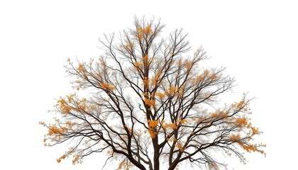 Lone deciduous tree, branches reaching skyward, stark white backdrop, outdoor, plant