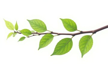 Brown and green isolated branches against white, earthy, branch, isolated
