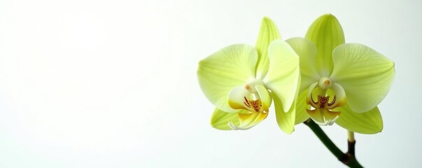 Green and white striped orchid stems isolated, closeup, orchids