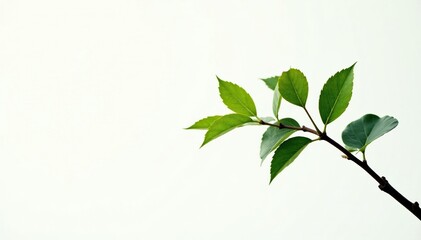 Fototapeta premium Single branch of tree against white background, foliage, leaves, simple