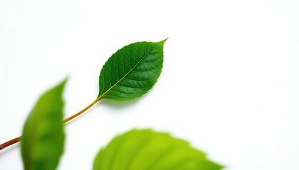 Obraz premium Single leaf, detached, on pure white backdrop, texture, photography