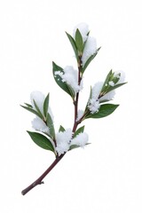 Fototapeta premium Single branch isolated on white background with snowflakes, whitewash, snowy details