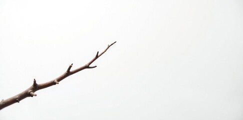 A bare branch isolated on white background with a subtle gradient effect, bare, wood, background