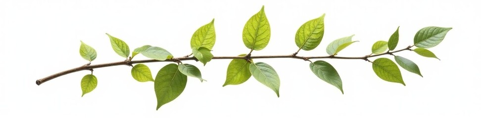 Obraz premium Single branch isolated on white background, with subtle leaf texture, floral, nature