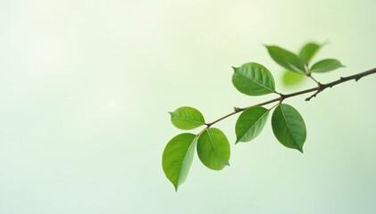 Single branch isolated on white background with gentle leaves, leafy, clean, minimalist