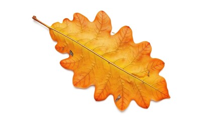 Fototapeta premium Single, weathered oak leaf isolated on pure white background, vegetation, photography