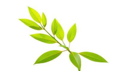 Fototapeta premium Single vibrant green plant, isolated on pure white background, illustration, closeup