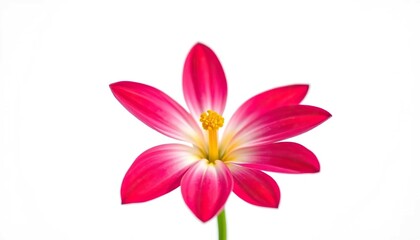 Fototapeta premium A vibrant single flower, petals sharply defined against a pure white backdrop, background, art