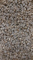 closed-up arabica green beans
