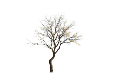 Fototapeta premium Lone deciduous tree, stark branches against pure white, environmental, summer