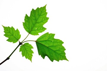 Leafy branch with intricate veins against a bright white backdrop, nature, twig, leaves