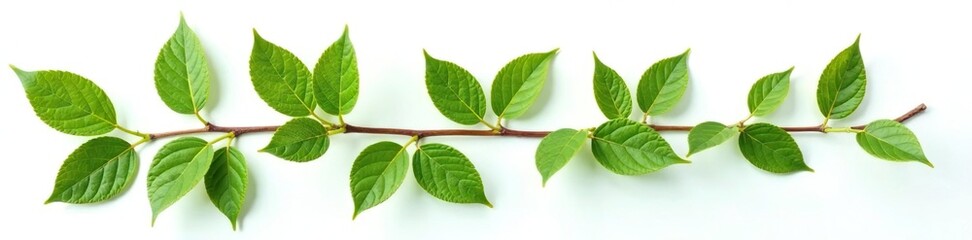 Obraz premium Leaf and branch combination on white background, botanical, branch