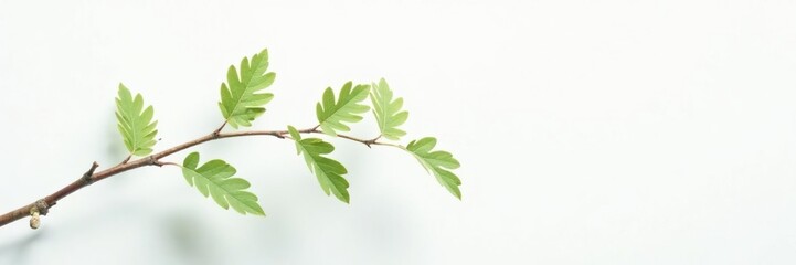Naklejka premium A delicate branch with small leaves rests against a stark white background, simple, minimalist, green