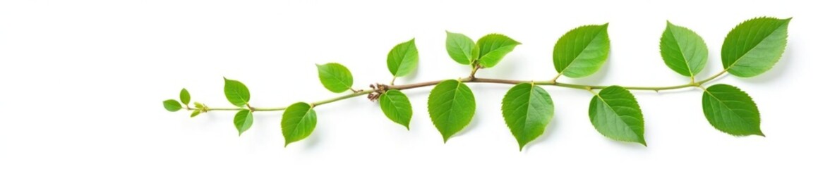 A solitary branch with leaves on a white background, showcasing its intricate details, green, botanical