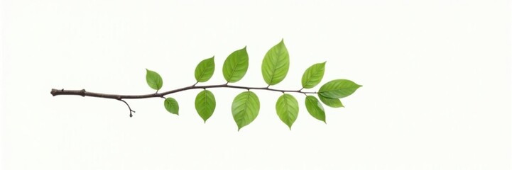 Fototapeta premium Single branch isolated on white background with a few leaves, minimalist, branch