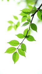 Fototapeta premium Single branch hanging from the top of a tree on a white background, foliage, isolated