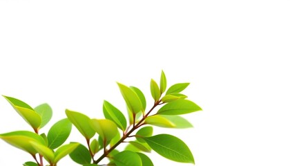 Obraz premium Single vibrant green plant, isolated on pure white backdrop, white background, graphic