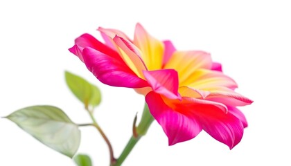 Fototapeta premium A single, vibrant bloom isolated against a pure white backdrop, nature, studio shot