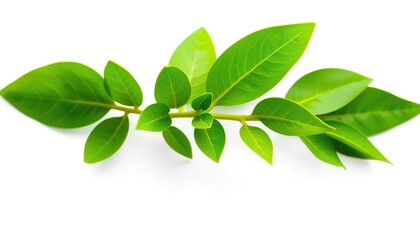 Single vibrant green plant, isolated on pure white, picture, growth