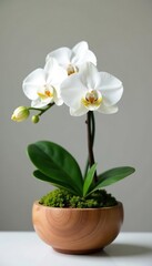 White orchid in a small wooden planter with moss, simple, orchids, plant