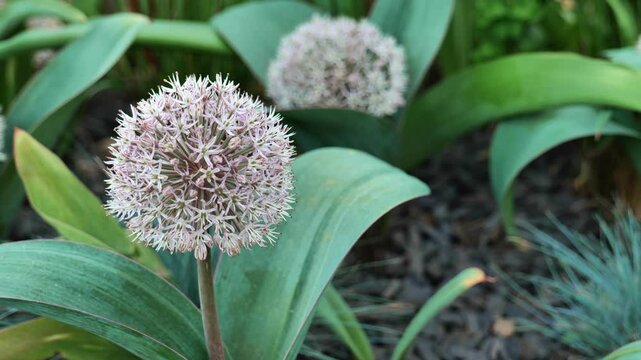Allium karataviense with cereals in allarium .roundhead flowering onions family Alliaceae.Decorative purple onion.4k footage