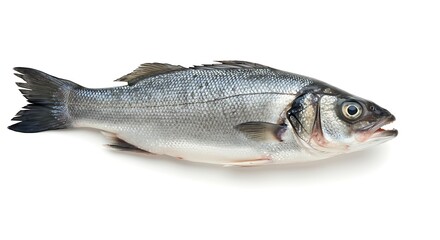Fototapeta premium Fresh Raw Sea Bass Fish Isolated on White Background for Cooking