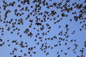 Baikal teal (Sibirionetta formosa), also called the bimaculate duck or squawk duck, is a dabbling duck that breeds in eastern Russia and winters in East Asia. This big floks was photographed in Japan.