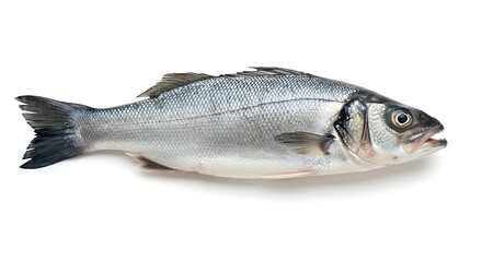 Obraz premium Fresh Sea Bass Fish Isolated on White Background for Cooking