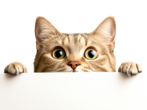 Capturing the Elegance of Cats: A Portrait Showcasing Their Grace, Expressive Eyes, and Playful Yet Independent Nature, Celebrating the Unique Charm of Our Cherished Feline Companions.