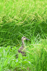 夏の田んぼのカルガモ