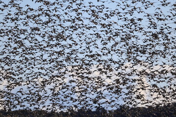 Baikal teal (Sibirionetta formosa), also called the bimaculate duck or squawk duck, is a dabbling duck that breeds in eastern Russia and winters in East Asia. This big floks was photographed in Japan.