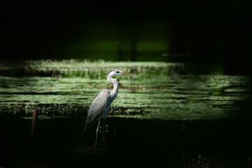 夏の沼のアオサギ