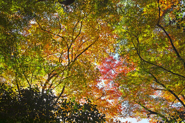 箕面滝道の紅葉
