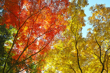 箕面滝道の紅葉