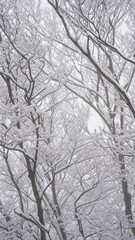 Winter snow flower scenery of Gajisan Mountain in Korea