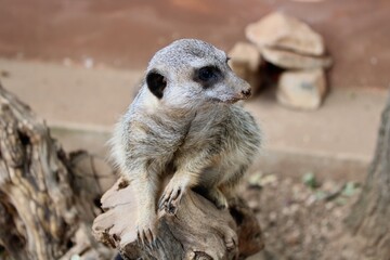 meerkat on guard