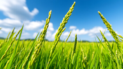 Obraz premium A Serene Landscape of Golden Rice Stalks Gently Swaying in the Breeze Underneath a Vast Blue Sky at Dusk, Evoking Peacefulness and Natural Beauty
