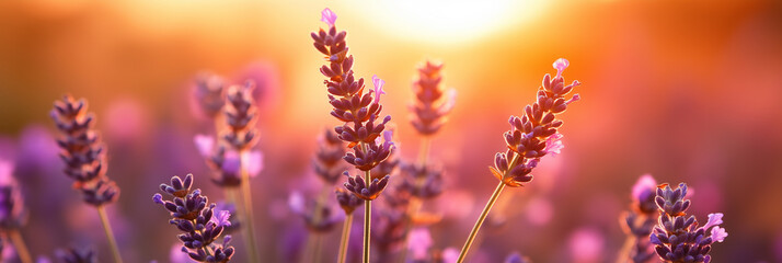 Obraz premium Magical spring evening in a lavender field, the golden sunset casting a warm glow over the vibrant purple flowers