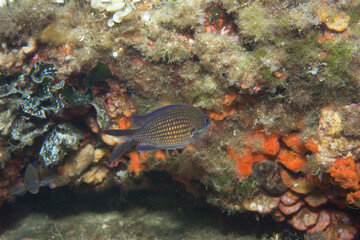 Castagnola - Chromis chromis. Damselfish.