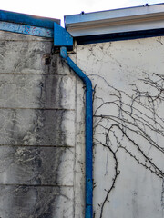 Efeu an einer Hauswand