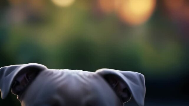 Dog Companion Friendly Playful Adorable Portrait