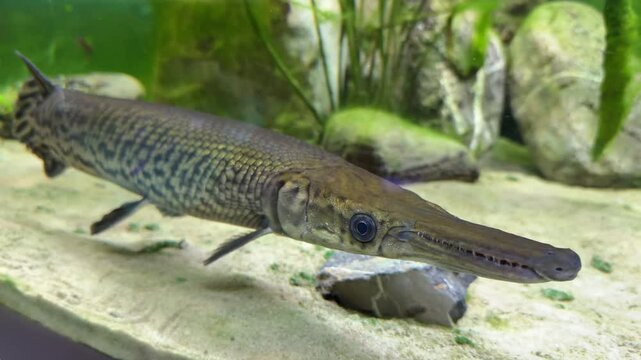 close-up shot of rare Alligator gar fish swimming in aquarium and passing by the camera